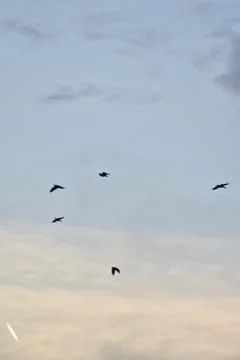 Crows flying on a blue cloudy sky Stock Photos