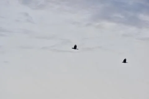 Crows flying on a blue cloudy sky Stock Photos