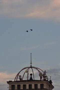 Crows flying on a blue cloudy sky Stock Photos