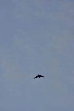 Crows flying on a blue cloudy sky Stock Photos