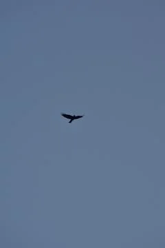 Crows flying on a blue cloudy sky 스톡 사진