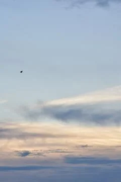 Crows flying on a blue cloudy sky Stock Photos