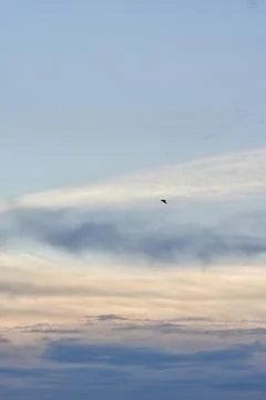 Crows flying on a blue cloudy sky Stock Photos