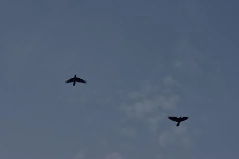 Crows flying on a blue cloudy sky Stock Photos