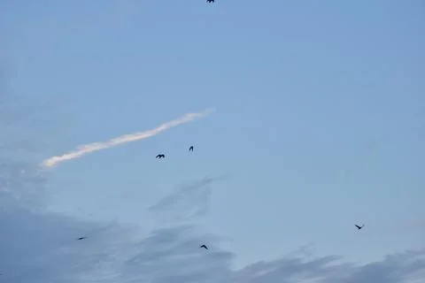 Crows flying on a blue cloudy sky Stock Photos