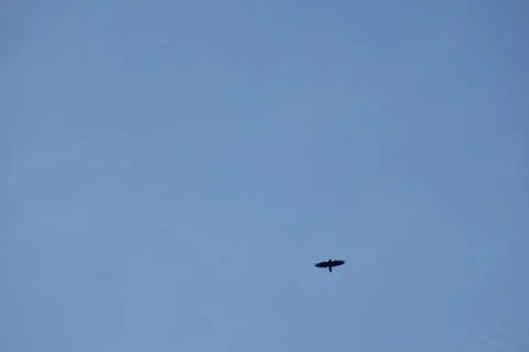Crows flying on a blue cloudy sky Stock Photos