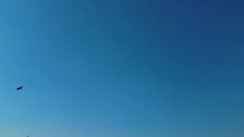 Crows flying in the blue sky 動画素材 292029049