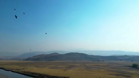 Crows flying in the blue sky 動画素材 292029284