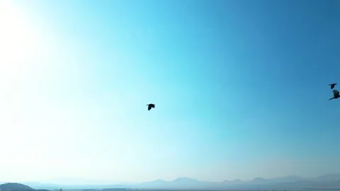 Crows flying in the blue sky 動画素材 292029336