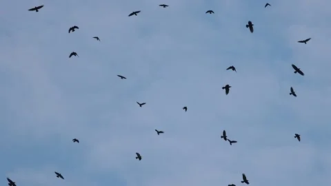 Crows flying chaotically across the sky slow motion Stock-Footage 220804585