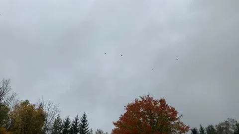 Crows flying in cloudy sky over tree line in autumn Stock Footage 162809976