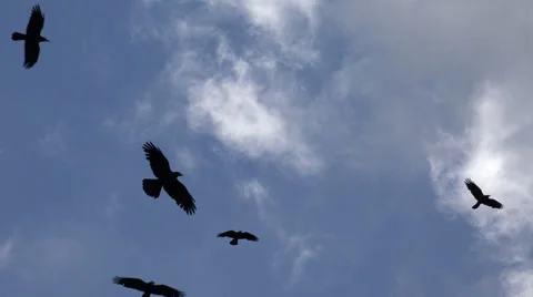 Crows Flying on Cloudy Sky, Ravens in Flight, Birds in Air, Summer Stock Footage 38340736