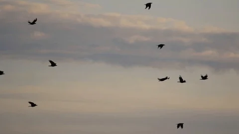 Crows flying in the evening sky slow motion Stock Footage 109505927