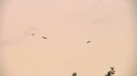 Crows flying Stock Footage 49861608