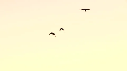 Crows flying Stock Footage 49861614