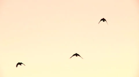 Crows flying Stock Footage 49861619