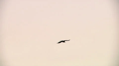 Crows flying Stock Footage 49861625
