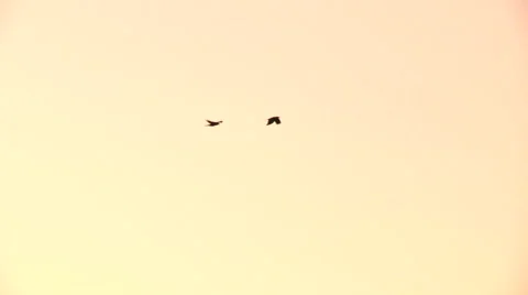 Crows flying Stock Footage 49861632