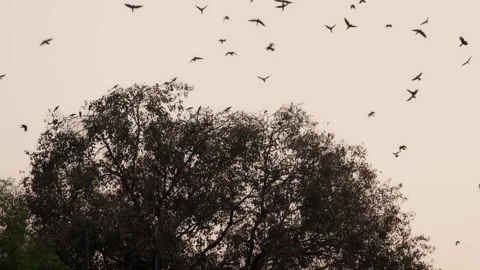 Crows Flying Video stock 326195315