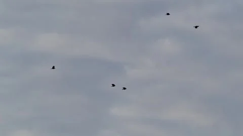 Crows Flying - Gloomy Cloudy Sky Vídeo Stock 347127357