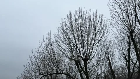 Crows is flying in the gloomy sky over the bare trees. Stock Footage 336612887