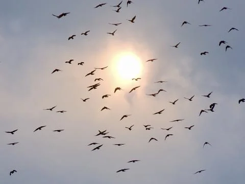 Crows flying in haze Stock-Fotos