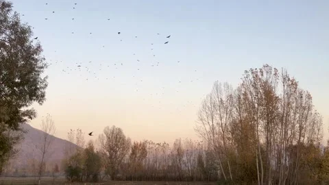 Crows flying high in the sky at evening ... | Stock Video | Pond5