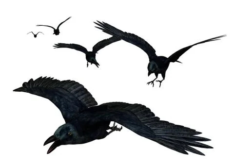 Crows Flying Stock Illustration