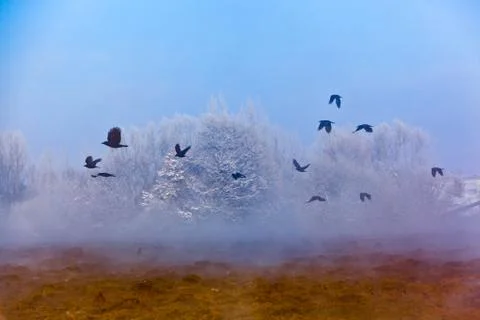 Crows flying in misty landscape Foto stock