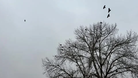 Crows flying over bare tree in foggy sky. Stock Footage 322813840