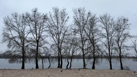 Crows flying over bare trees on the river bank. Stock Footage 322813855