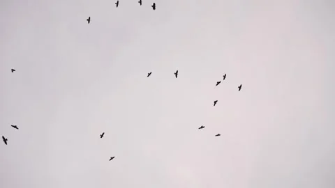 Crows flying over bare winter trees on a cloudy day Stock Footage 320948148