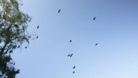 Crows flying over a forest, in Ethiopia Stock Footage 200227704