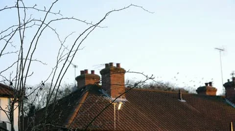 Crows flying over house Stock Footage 22419984
