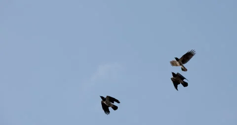 Crows Flying Over Tree Tops Stock Footage 266163072