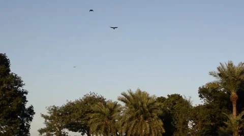 Crows Flying over trees Stock Footage 58858448