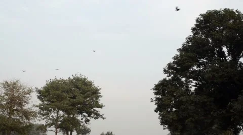 Crows flying over trees Stock Footage 58887990