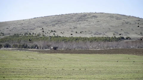 Crows flying in the plain Stock Footage 166734203