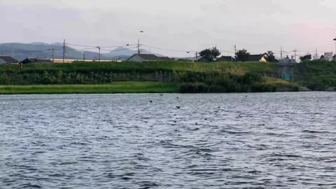 Crows Flying Round Over Coastal Seashore Waves Stock Footage 325330700