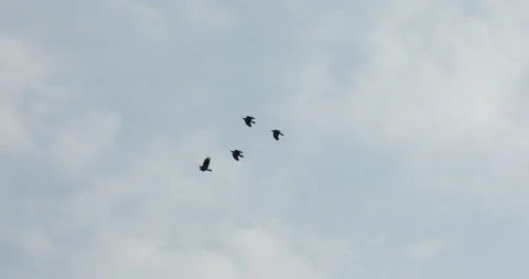 Crows Flying in a Sky Stock Footage 151952712