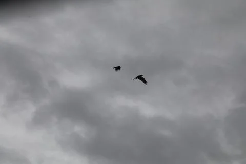 Crows Flying in Sky Foto stock