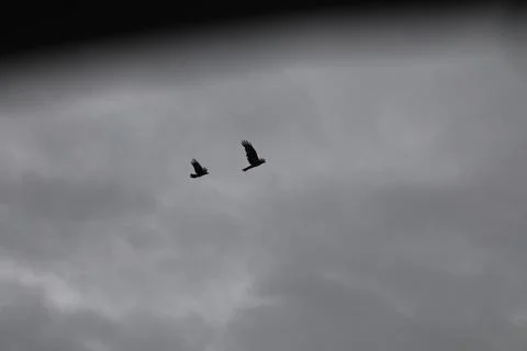 Crows Flying in Sky Foto stock