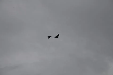 Crows Flying in Sky Foto stock