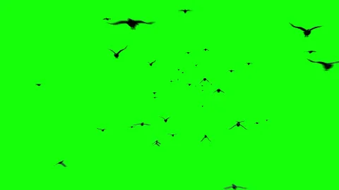 Crows Flying Towards Camera on Green Screen - 4K Impact VFX Stock Footage 332063320