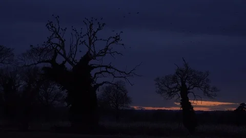 Crows flying into a tree to roost 4K Stock-Footage 86630896