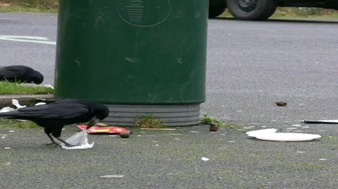 Crows Stock Footage 450784