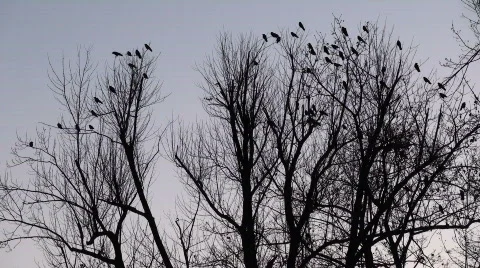 Crows Stock Footage 567986