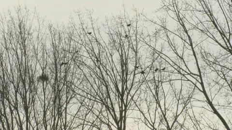 Crows Stock Footage 621543