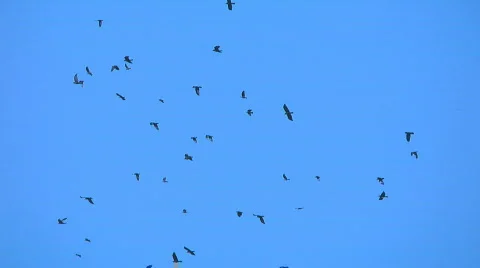 Crows Video stock 844297