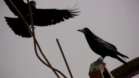 Crows Stock Footage 848085